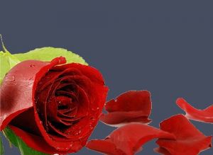 Картриджи для SMOKOFF Royal, роза, средний, 6 мг ― ЭЛЕКТРОСИГАРА
